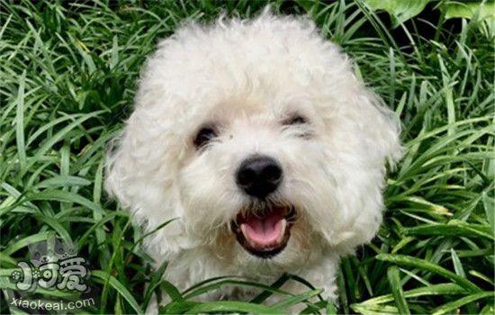 狗吃草是什么原因 狗狗吃草是正常现象吗