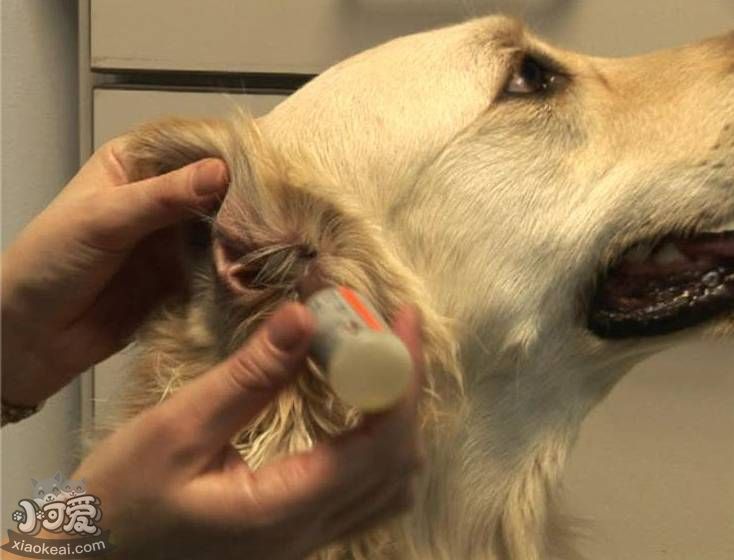 怎么给狗狗清理耳朵 狗耳朵清理可以不拔毛吗