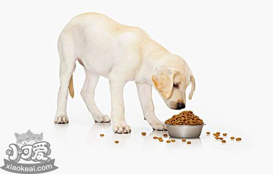 狗狗喂食需要定时定量吗 定时定量喂食有好处