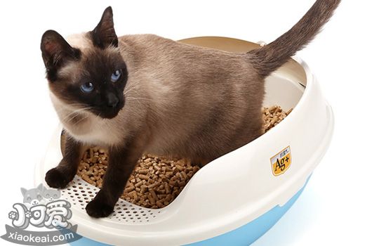 两种猫砂混用会有什么样的效果 猫砂混用新技能