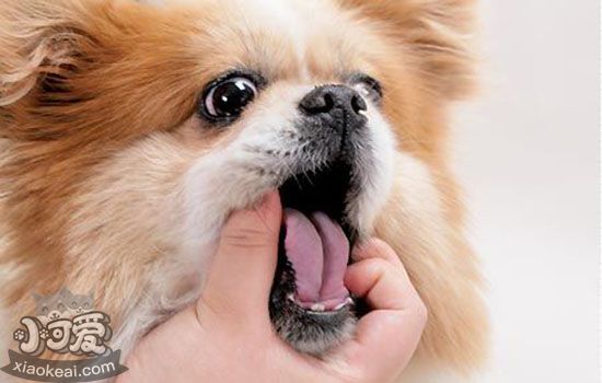 狗狗换牙期间要注意什么 狗狗换牙护理手册