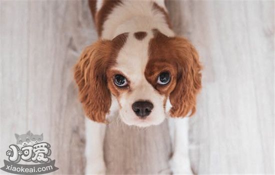 狗狗生病的三种症状 你家的狗狗出现过吗