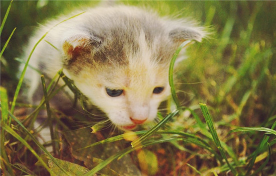 猫拉绿色的便便 猫咪吃草有哪些好处