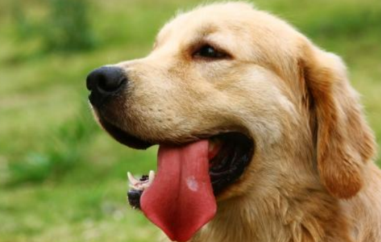 五个常识带给狗狗贴心护理 这么护理让你家狗狗远离一切