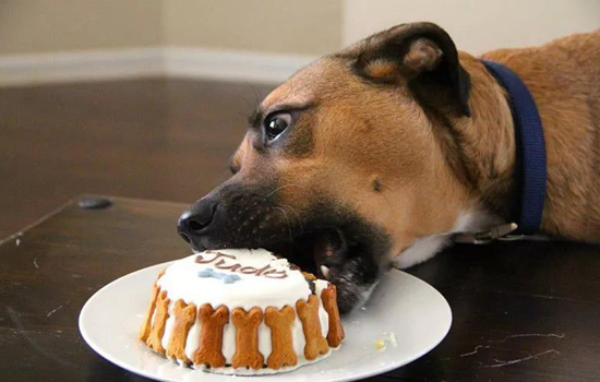 狗狗中毒的食物有哪些 狗狗食品中的十大毒药