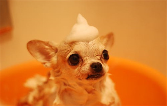 狗狗气味来源于哪 给狗狗洗澡还能干洗你知道吗