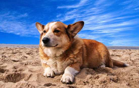 狗狗胸膜炎症状与防治措施 狗狗胸膜炎的特征