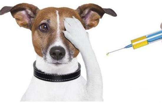 犬营养性贫血症的诊断与治疗 营养医生来帮忙