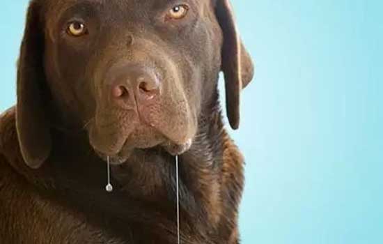 狗狗可以吃冰棍吗 夏天到了狗狗可不可以吃冰棍
