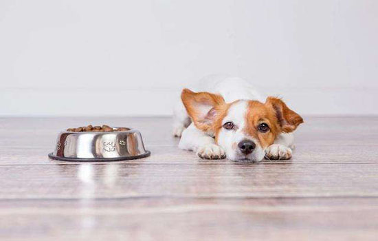 狗狗护食是什么原因 不及时预防纠正小心发展为咬人