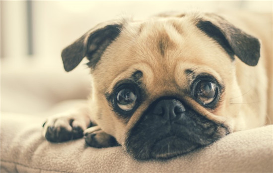 狗狗为什么会抑郁 导致狗狗抑郁的原因有哪些