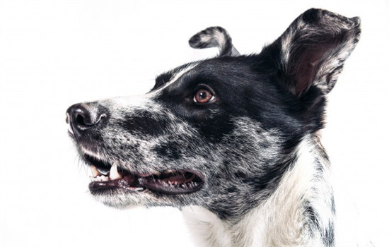 狗狗磨牙是什么原因 狗狗为什么要磨牙呢