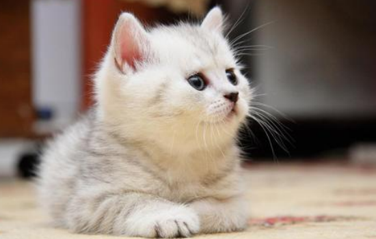 猫什么时候吃化毛膏 别跟随你的心情给猫咪吃化毛膏！