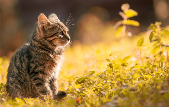 猫薄荷是什么东西 猫薄荷对猫咪的身体有危害吗