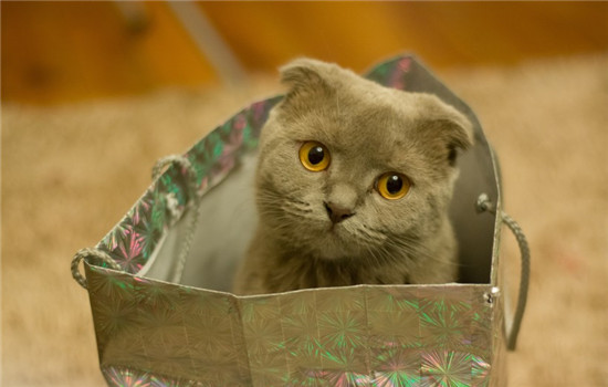 猫为什么不用猫砂盆 猫不使用猫砂盆的四个常见原因