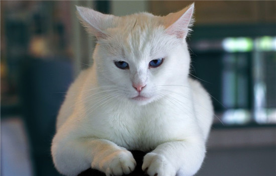 激光笔逗猫要注意什么 激光笔会对猫的眼睛造成伤害