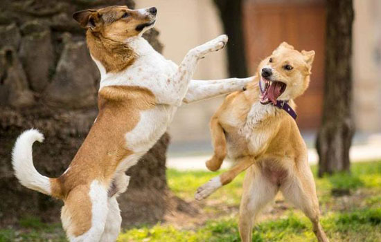 狗狗打架怎么办 狗狗打架或因疼痛性攻击