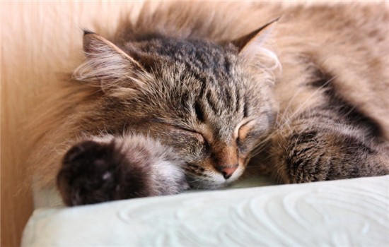 猫睡觉突然抽搐 导致猫咪睡觉抽搐的原因是什么