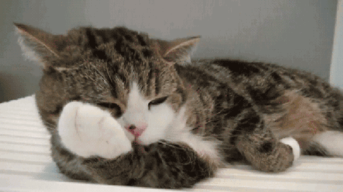 如何检查猫腹中有毛球 毛球症也能害死猫