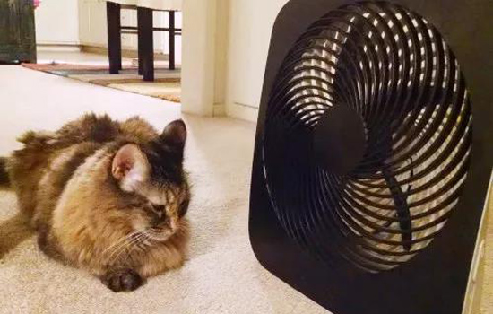 夏天养猫要开空调吗 你知道猫最喜欢的温度是多少吗