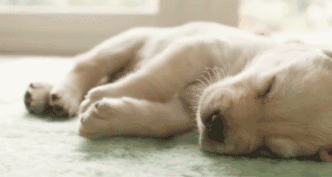 狗狗睡觉会做梦嘛 科学证实是会做梦的喔！