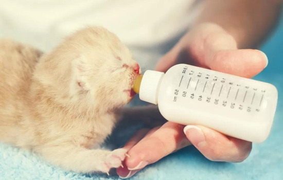 小猫咪能喝纯牛奶吗 你的小举动可能导致猫咪死亡