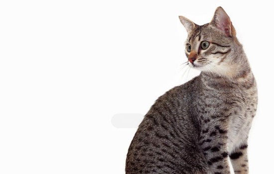 猫咪突然胃口不好变瘦 可能是猫咪的肠胃出现问题了！
