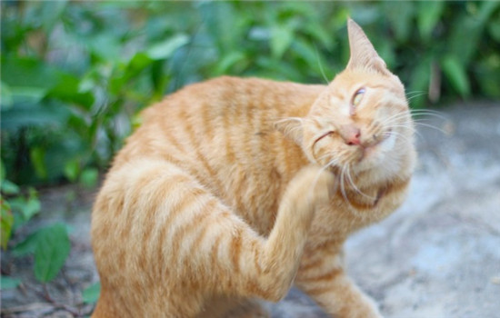 怎么预防猫咪耳螨 定期检查猫咪的耳朵很重要