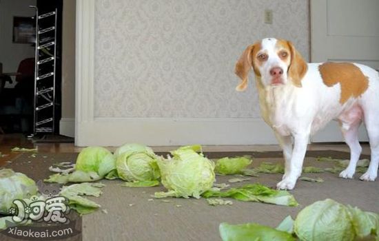 狗狗可以吃卷心菜吗 狗狗吃卷心菜有什么好处