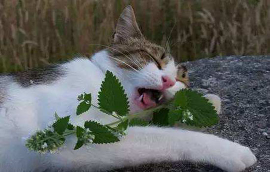 猫草为什么能化毛 如何给猫咪喂食