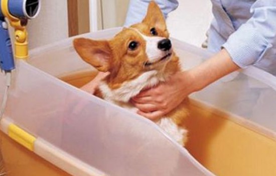 给狗狗洗澡需要注意什么 这几个时间段狗狗最好不要洗澡哦