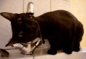 猫为什么喜欢喝流动的水 真的不是怪癖