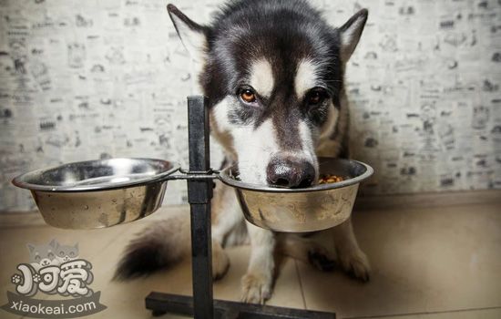 狗狗饭盆的合理高度 你是否考虑过为狗狗架高食碗？