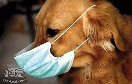 狗狗身上臭味是怎么产生的 为什么狗狗会变臭