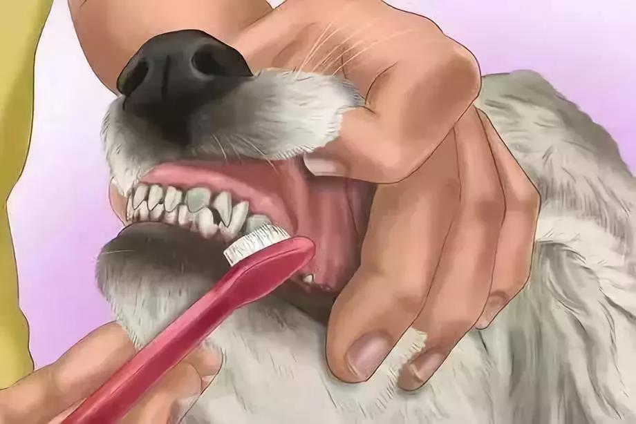 狗狗多久刷一次牙 狗狗刷牙的方法及注意事项