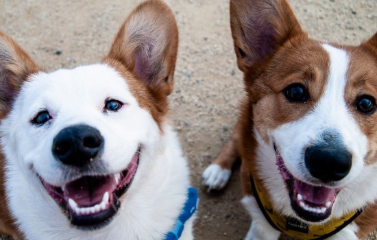 如何预防狗狗双排牙 这三种方法你知道吗？