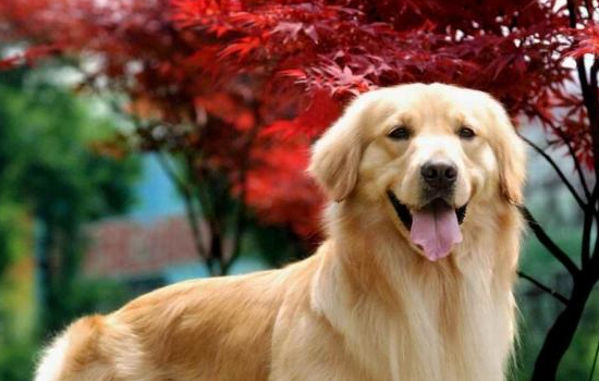 金毛尿频怎么回事 尿频的现象会直接影响狗狗的健康！
