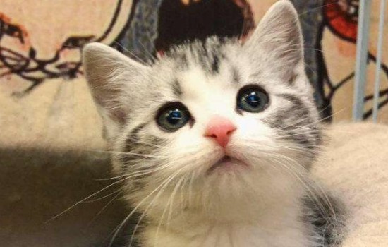 猫一只眼睛半睁 在治疗的时候注意猫咪的情绪，别伤到它！