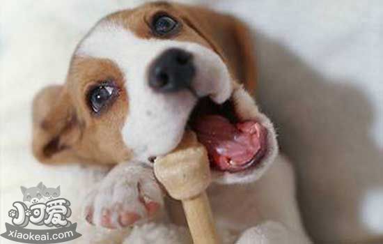 狗狗不刷牙会怎么样 有的狗狗就因为不刷牙患病而亡