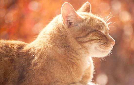 猫咪耳螨怎么治 判断猫咪得了耳螨的方法