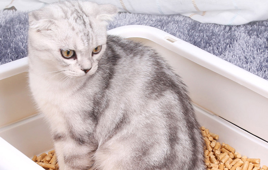 两个月小猫用什么猫砂 安全健康是首要!