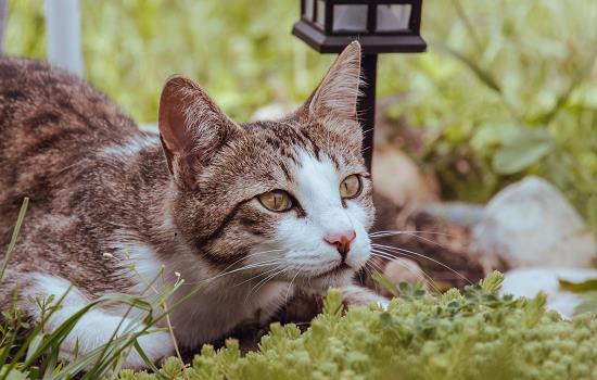 猫常见的螨虫有哪些 猫咪疾病小知识