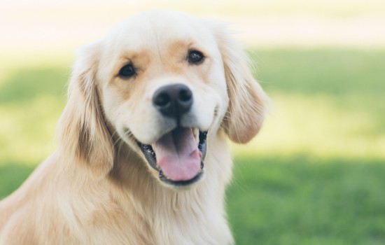 狗狗保健品有哪些 这些种类的保健品你知道吗？