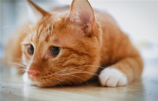 夏天猫咪吃的少 猫咪为什么会没有胃口？