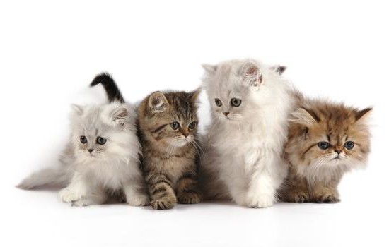 怎么照顾小猫 小猫的正确饲养可以尽量避免疾病出现！