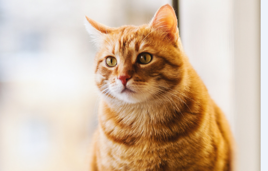 猫咪口炎初期症状 及时发现及早治疗