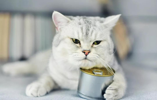 国产猫粮品牌 真的都是毒粮吗?