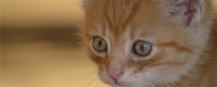 猫可以多久不眨眼 猫咪长时间不眨眼的秘诀是什么