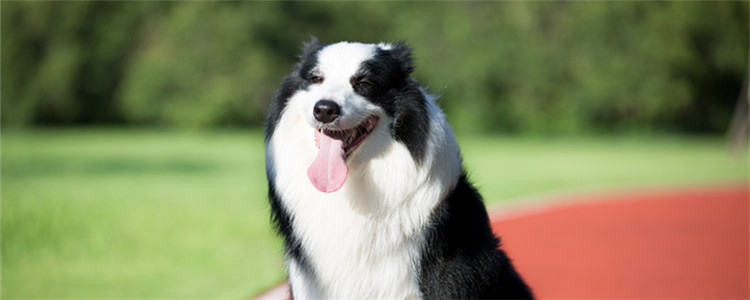 狗糖尿病吃什么药 胰岛素是伴随狗狗一生的！