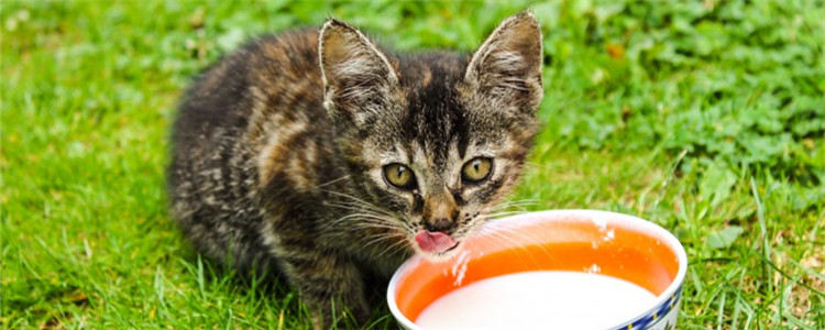 两个月的小猫可以出猫粮吗 良好的进食习惯要从小养成